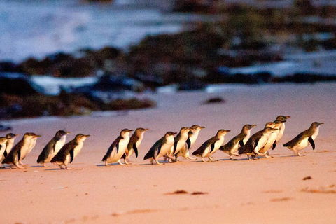 Small-Group Phillip Island Day Trip From Melbourne With Penguin Plus Viewing - Sunshine Coast Tourism 4