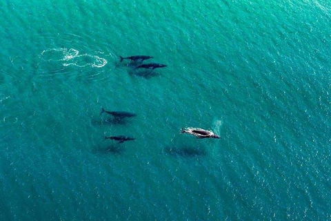 40-45 Minute Port Stephens And Stockton Beach Helicopter Flight - For 2 - Sunshine Coast Tourism 0