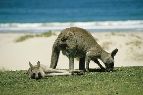 Great Ocean Road Highlights Tour - 2 Days, 1 Night - Sunshine Coast Tourism 2