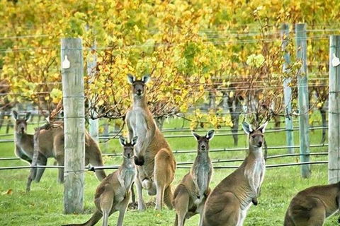 Margaret River Indulge And Discover Day Tour - Sunshine Coast Tourism 0