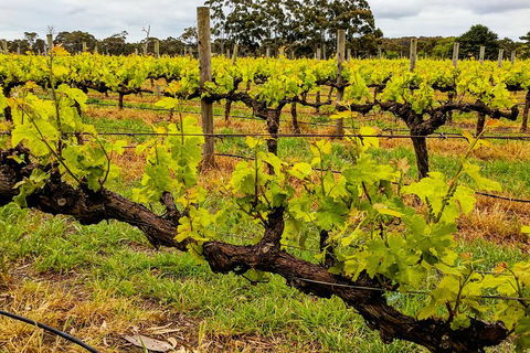 Margaret River Indulge And Discover Day Tour - Sunshine Coast Tourism 5