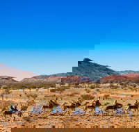 Alice Springs Camel Tour - Sunshine Coast Tourism