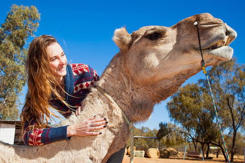 Alice Springs Camel Tour - Holiday Sunshine Coast 2