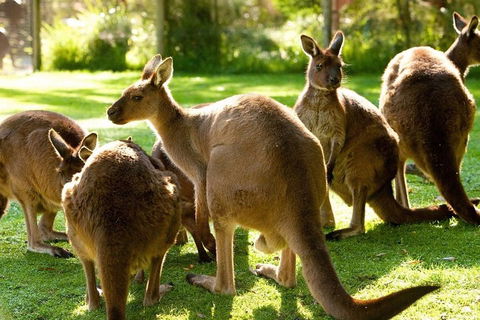 Melbourne City Card (3 Days): Visit Unlimited Attractions! - Holiday Sunshine Coast 4