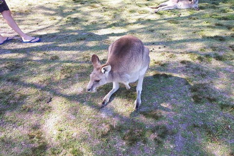 Private & Fully Guided 4-day Sydney Tour Package - Sunshine Coast Tourism 5