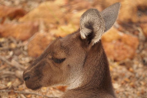 Australian Animals, Seascape And Sunset Photography Tour - Sunshine Coast Tourism 0