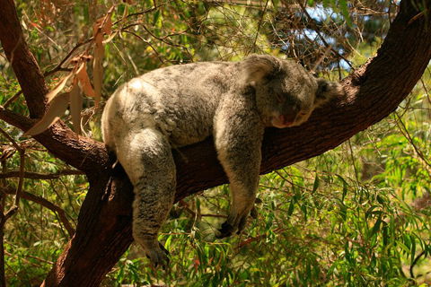 Australian Animals, Seascape And Sunset Photography Tour - Sunshine Coast Tourism 1