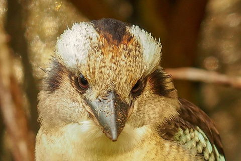 Australian Animals, Seascape And Sunset Photography Tour - Sunshine Coast Tourism 3