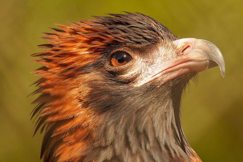 Australian Animals, Seascape And Sunset Photography Tour - Sunshine Coast Tourism 4