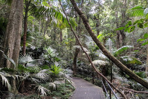 Erupting Blowholes And Ancient Rainforests With 'Personalised Sydney Tours' - Holiday Sunshine Coast 2