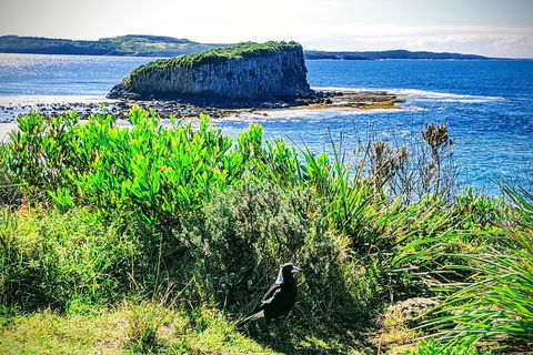 Erupting Blowholes And Ancient Rainforests With 'Personalised Sydney Tours' - Holiday Sunshine Coast 3