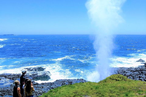 Erupting Blowholes And Ancient Rainforests With 'Personalised Sydney Tours' - Holiday Sunshine Coast 5
