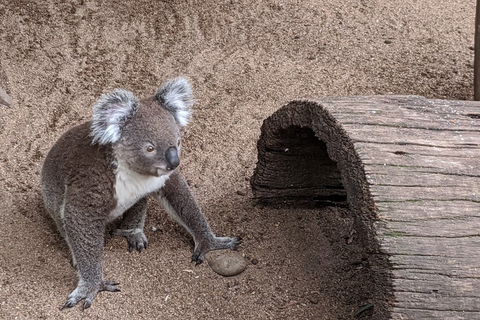 Australian Wildlife & Waterfalls Private Tour With 'Personalised Sydney Tours' - Sunshine Coast Tourism 0