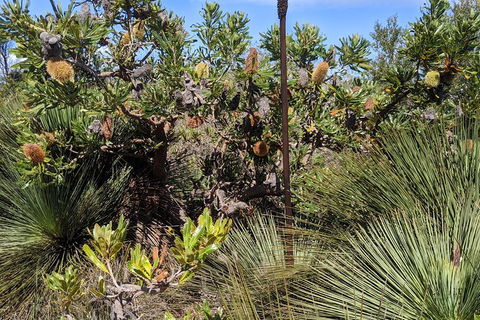 Australian Wildlife & Waterfalls Private Tour With 'Personalised Sydney Tours' - Sunshine Coast Tourism 1