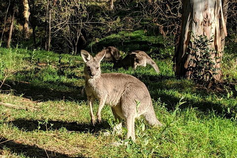 Australian Wildlife & Waterfalls Private Tour With 'Personalised Sydney Tours' - Sunshine Coast Tourism 3
