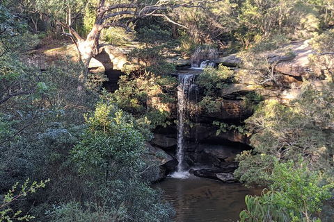 Australian Wildlife & Waterfalls Private Tour With 'Personalised Sydney Tours' - Sunshine Coast Tourism 5
