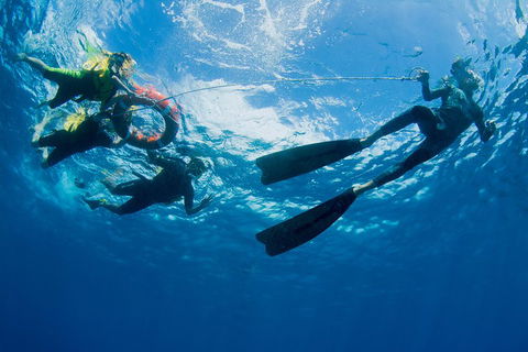 Passions Of Paradise Great Barrier Reef Snorkel And Dive Cruise From Cairns By Luxury Catamaran - Sunshine Coast Tourism 2