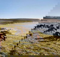 Kangaroo Island Personal Group Tours - Sunshine Coast Tourism