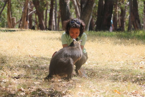 Cleland Wildlife Park Tour From Adelaide Including Mount Lofty Summit - Sunshine Coast Tourism 1