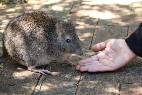 Cleland Wildlife Park Tour From Adelaide Including Mount Lofty Summit - Sunshine Coast Tourism 2