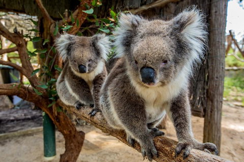 Cleland Wildlife Park Tour From Adelaide Including Mount Lofty Summit - Sunshine Coast Tourism 3