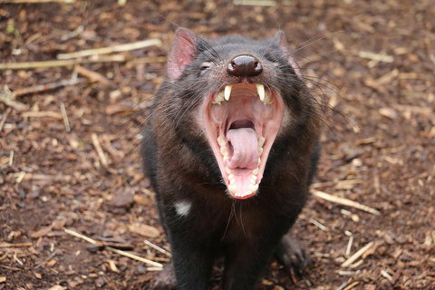Cleland Wildlife Park Tour From Adelaide Including Mount Lofty Summit - Sunshine Coast Tourism 4
