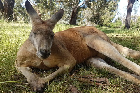 Cleland Wildlife Park Tour From Adelaide Including Mount Lofty Summit - Sunshine Coast Tourism 5