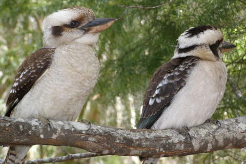 Stradbroke Island 4WD Day Trip From Brisbane - Sunshine Coast Tourism 3