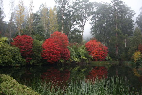 LGBT+ Friendly Full Day Yarra Valley & Dandenong Ranges Private Tour - Sunshine Coast Tourism 2