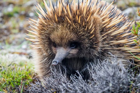 LGBT+ Friendly 3 Day Tour The Grampians, Daylesford & Ballarat - Sunshine Coast Tourism 0