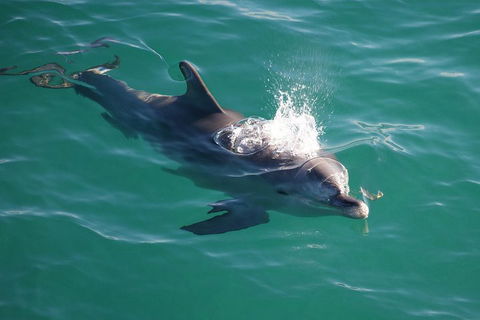 Jervis Bay Dolphin Watch Cruise - Holiday Sunshine Coast 1