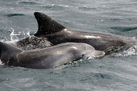 Jervis Bay Dolphin Watch Cruise - Holiday Sunshine Coast 2