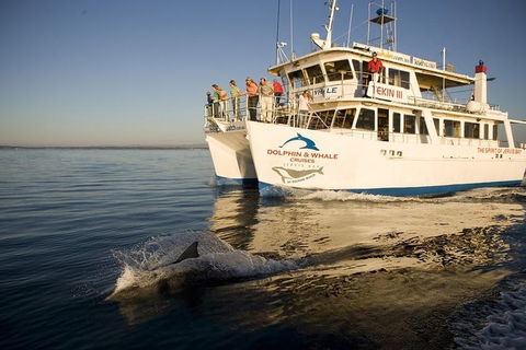 Jervis Bay Dolphin Watch Cruise - Holiday Sunshine Coast 3