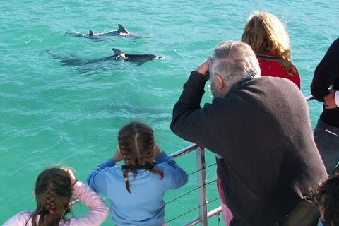 Jervis Bay Dolphin Watch Cruise - Holiday Sunshine Coast 4