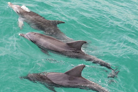 Jervis Bay Dolphin Watch Cruise - Holiday Sunshine Coast 5