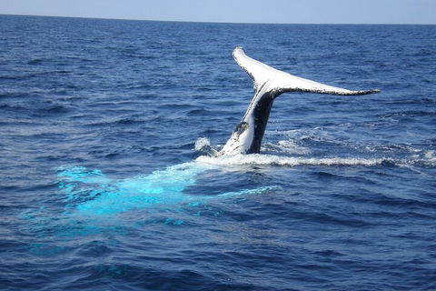 Whale Watching Jervis Bay - Holiday Sunshine Coast 0