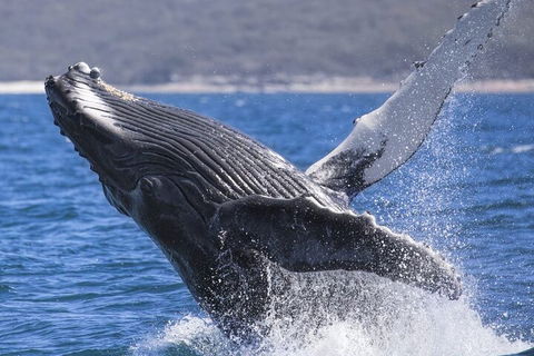 Whale Watching Jervis Bay - Holiday Sunshine Coast 2