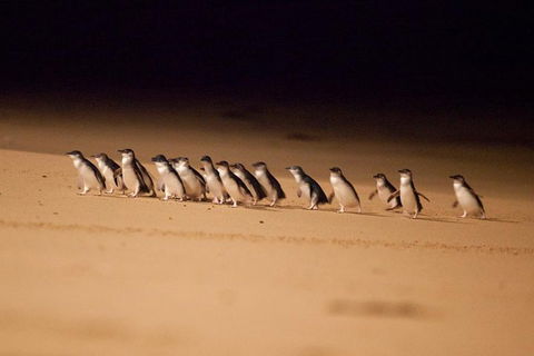 The Ultimate Melbourne Attractions Pass - Sunshine Coast Tourism 5