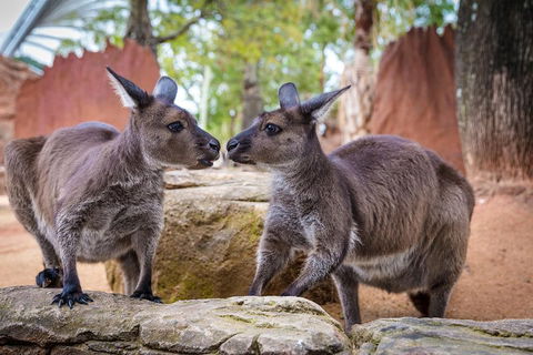 The Ultimate Sydney Attractions Pass - Sunshine Coast Tourism 2