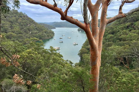 Shore Excursion: Sydney's Northern Beaches & Ku-ring-gai National Park Bus Tour - Sunshine Coast Tourism 1