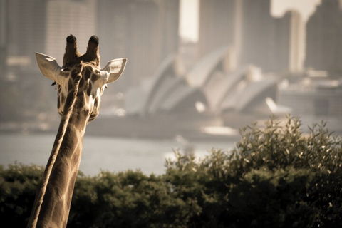 Sydney Harbour Hop On Hop Off Cruise With Taronga Zoo Entry - Sunshine Coast Tourism 5