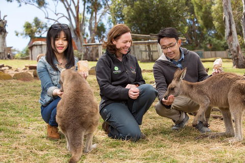 Bonorong Wildlife Park And Richmond Afternoon Tour From Hobart - Holiday Sunshine Coast 1