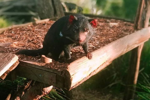 Bonorong Wildlife Park And Richmond Afternoon Tour From Hobart - Holiday Sunshine Coast 4