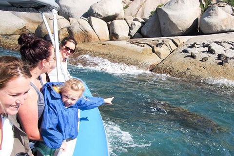Seal Island Boat Tour From Victor Harbor - Sunshine Coast Tourism 4