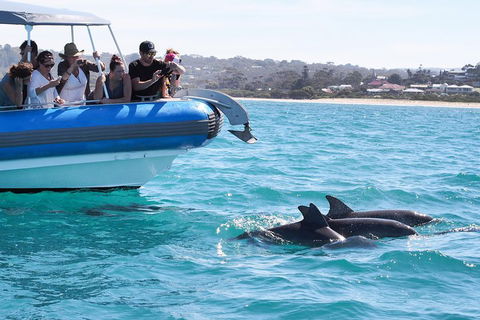Seal Island Boat Tour From Victor Harbor - Sunshine Coast Tourism 5