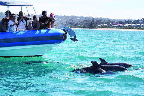 Southern Ocean Adventure From Victor Harbor - Holiday Sunshine Coast 2