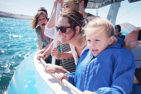 Southern Ocean Adventure From Victor Harbor - Holiday Sunshine Coast 4