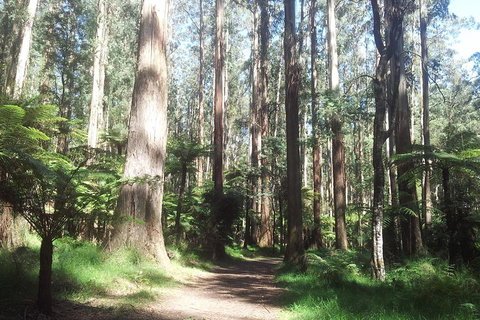 Dandenong Ranges Private Tour Including William Ricketts Sanctuary - Sunshine Coast Tourism 0