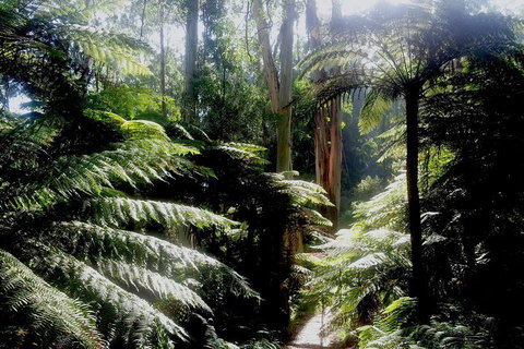 Dandenong Ranges Private Tour Including William Ricketts Sanctuary - Sunshine Coast Tourism 1