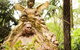 Dandenong Ranges Private Tour Including William Ricketts Sanctuary - thumb 2